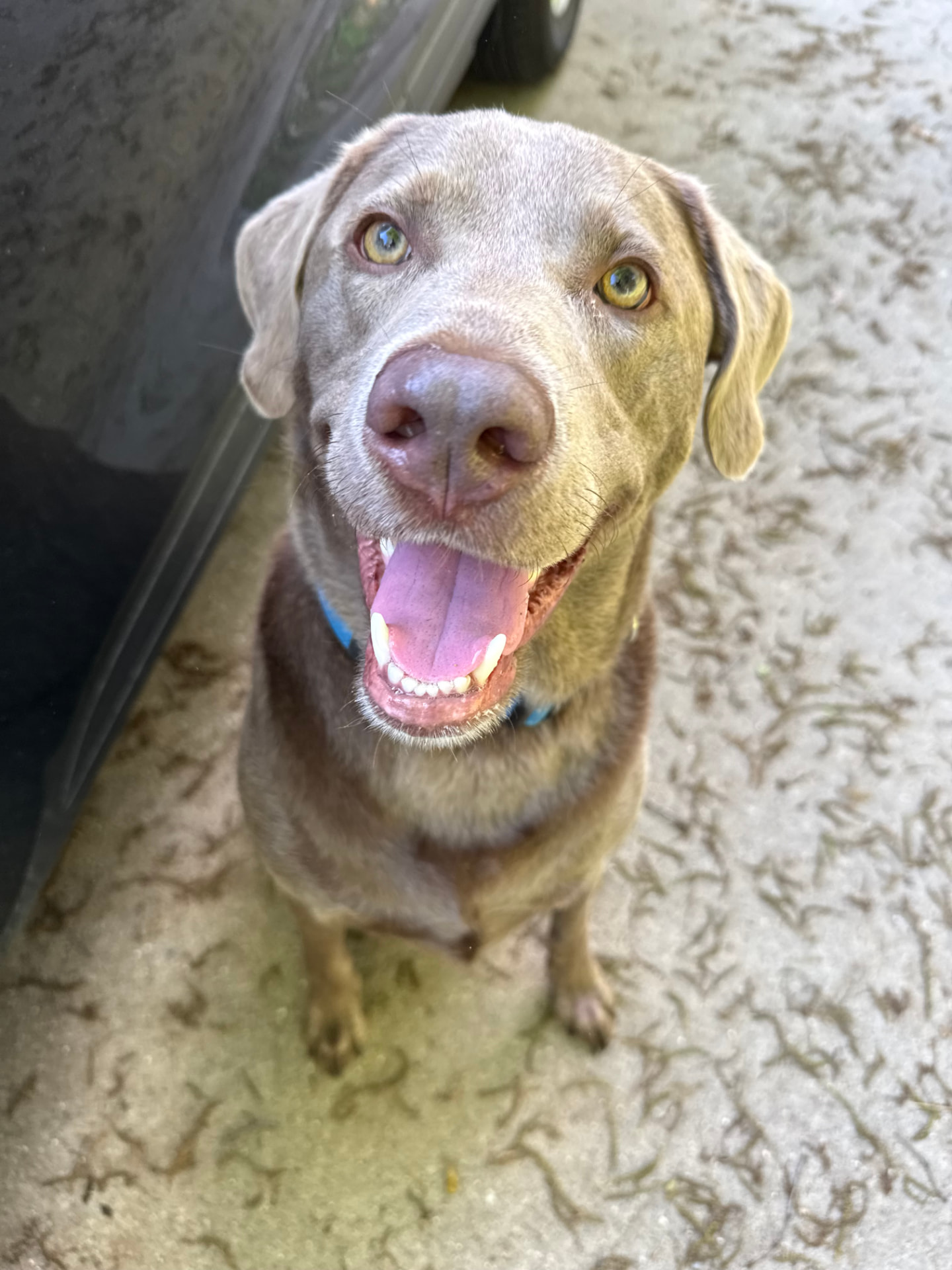 MOXAIC™'s resident dog, a silver labrador, sitting outside a shop